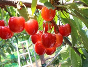 EM grown big cherries shine like jewels | Case Studies |EMRO